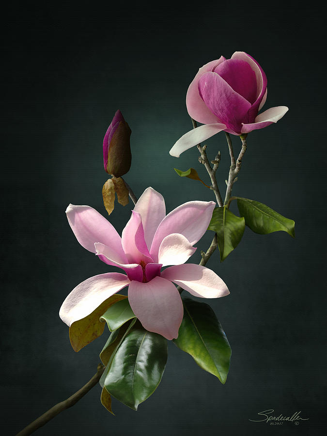 Spades Pink Magnolias Digital Art by M Spadecaller