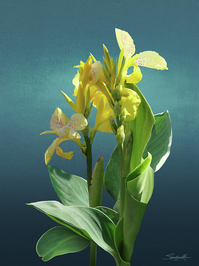 Spades Yellow Canna Lily Digital Art by M Spadecaller
