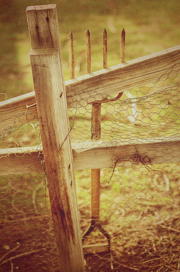 Spading Fork On Chicken Wire Fence Morning Sunlight Photograph