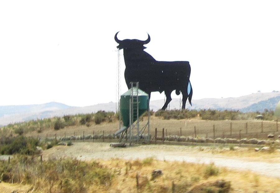 Spain Bull  Photograph by John Shiron