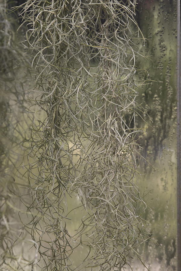 Spainish Moss Photograph by Viktor Savchenko
