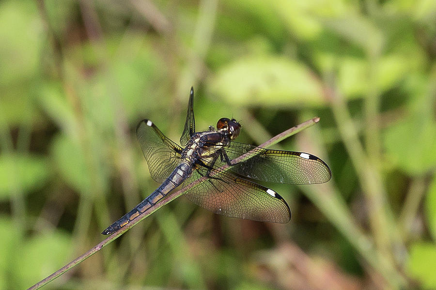 Spangled Skimmer Photograph by Ronnie Maum