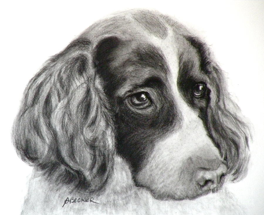 Spaniel Drawing Painting by Susan A Becker