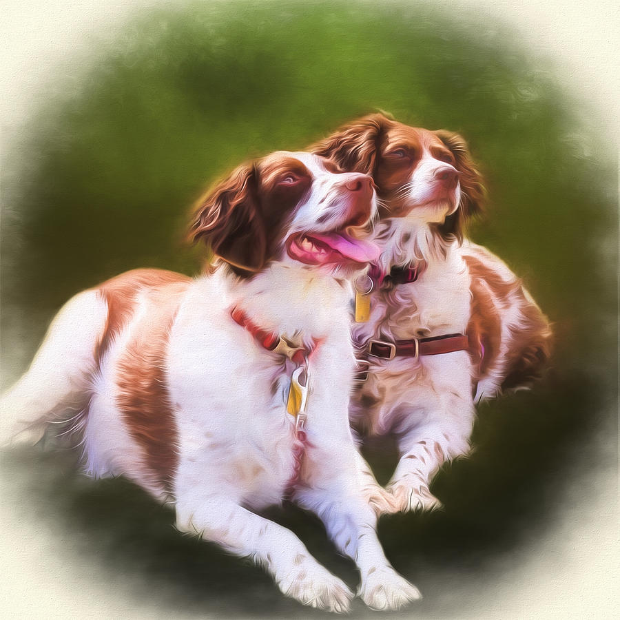 Spaniels Photograph by Eleanor Abramson