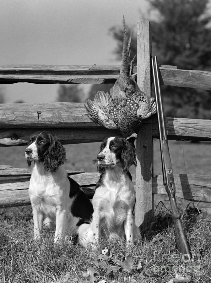 Spaniels With Pheasant, C.1940s Photograph by H. Armstrong Roberts/ClassicStock
