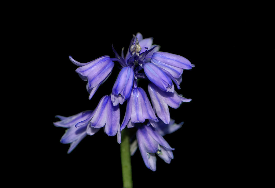 Spanish Blue Bell 001 Photograph by George Bostian