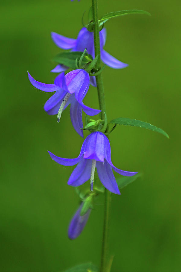Nature Photograph - Spanish Blue Bell Flowers by Juergen Roth
