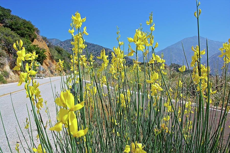 Spanish Broom along Mount Baldy Road, California Photograph by Ruth Hager