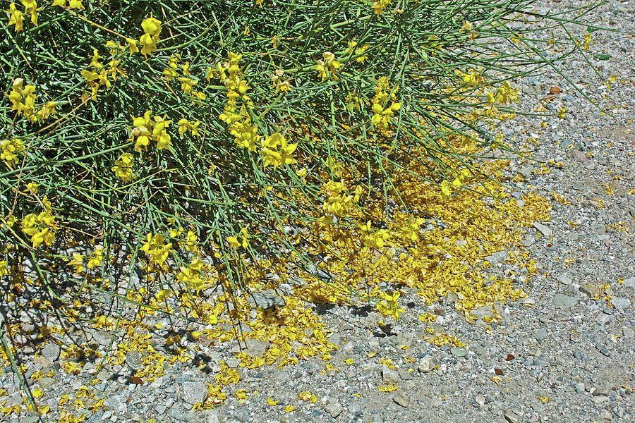 Spanish Broom Petals at Beginning of Very Short Trail from Mount Baldy Road, California  Photograph by Ruth Hager