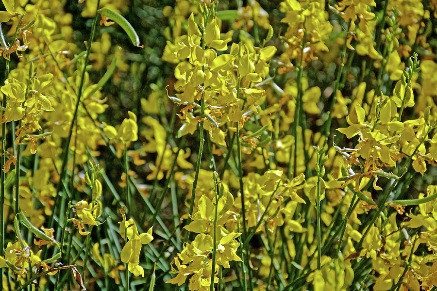 Spanish Broom Up Close along Mount Baldy Road, California Photograph by Ruth Hager
