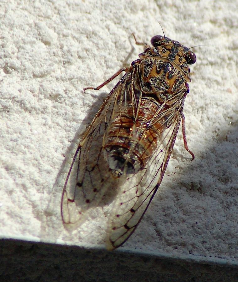 Spanish Cicada 1 Photograph by John Hughes Fine Art America