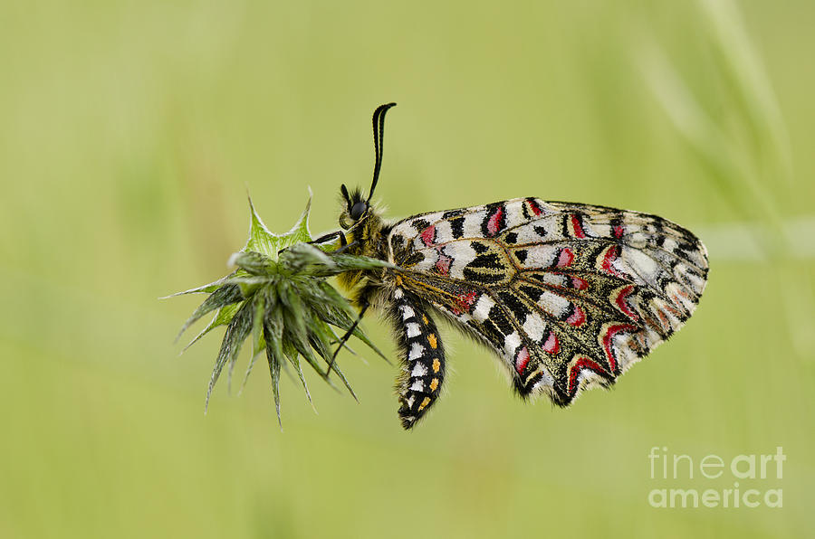 Spanish Festoon butterfly Digital Art by Perry Van Munster