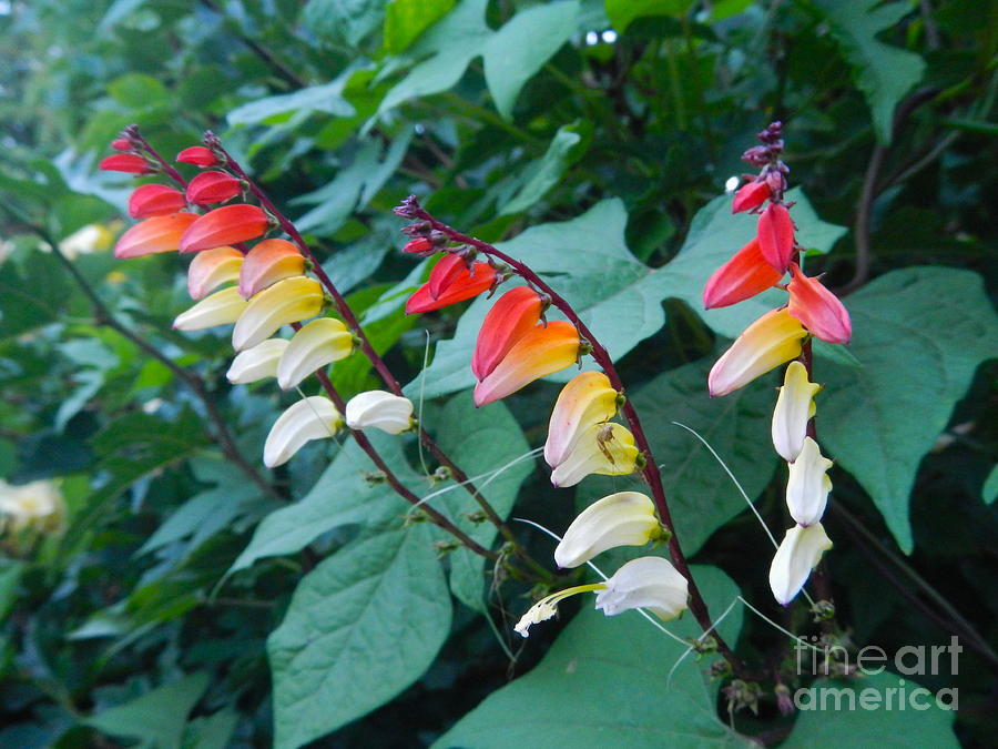 Spanish Flag Vine Photograph by Loreta Mickiene - Fine Art America