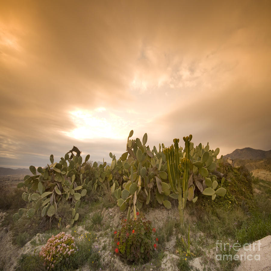 Spanish Flora Photograph by Angel Ciesniarska