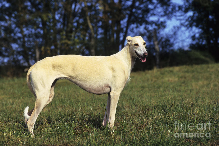 Dog Photograph - Spanish Galgo by Jean-Louis Klein & Marie-Luce Hubert