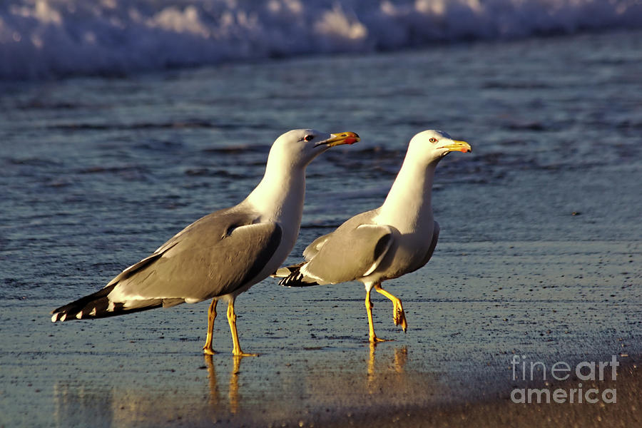 Spanish Gulls on the Beach Photograph by Jeremy Hayden