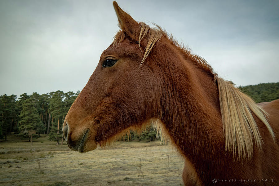 Spanish Horse Photograph by Henri Irizarri