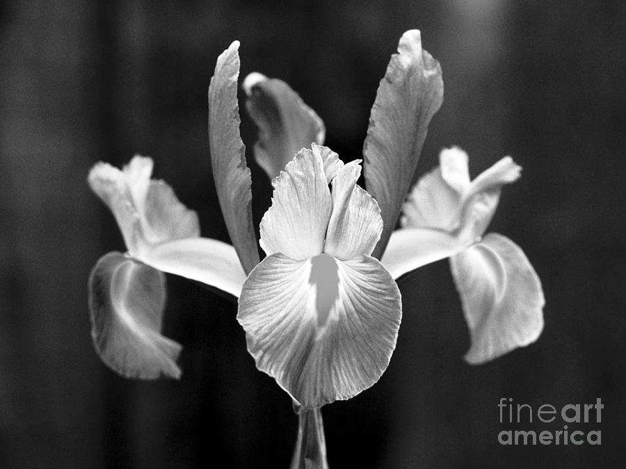 Spanish Iris Blossom Photograph by Greg Vaughn - Printscapes