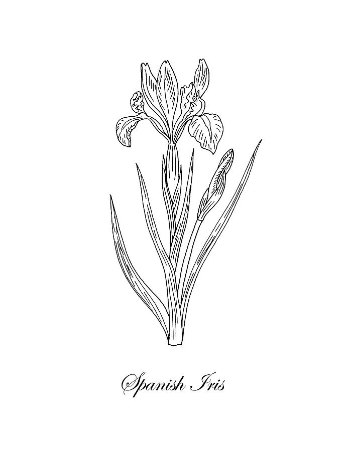 Spanish Iris Botanical Drawing Black And White Drawing by Irina Sztukowski