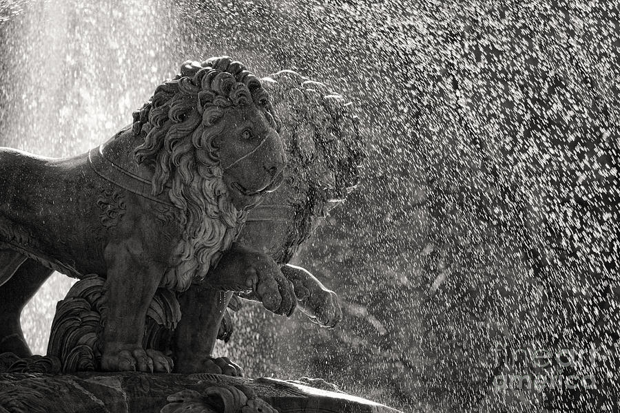 Lion Photograph - Spanish Lions by Rod McLean