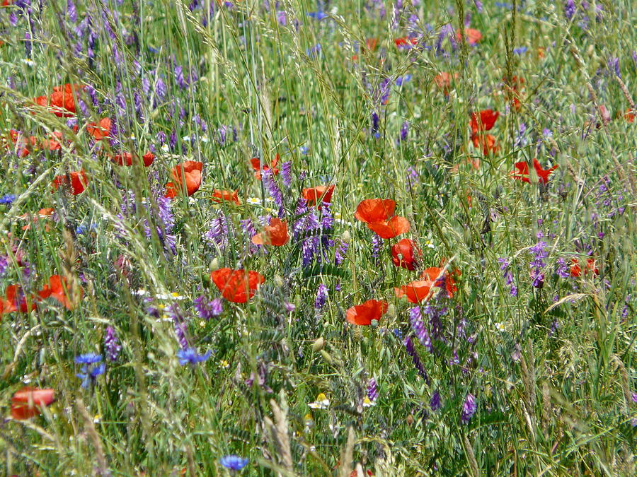 Spanish Meadow with Poppies 1 Photograph by Valerie Ornstein