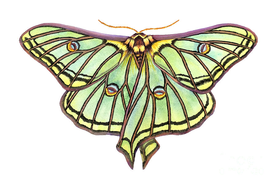 Spanish Moon Moth Painting by Lucy Arnold