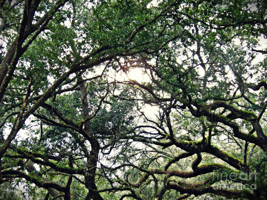 Tree Photograph - Spanish Moss 2 by Sarah Loft