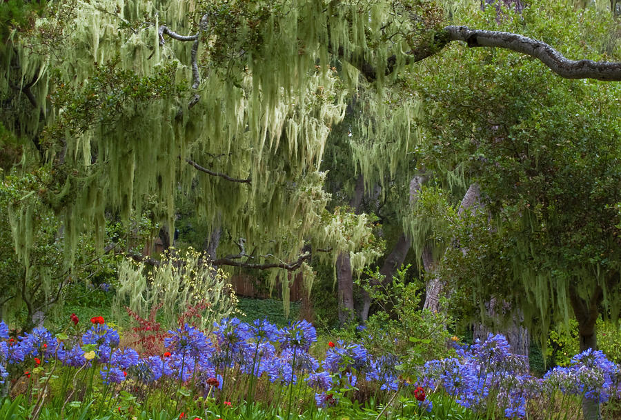 Spanish Moss and Alliums Photograph by ShaddowCat Arts - Sherry