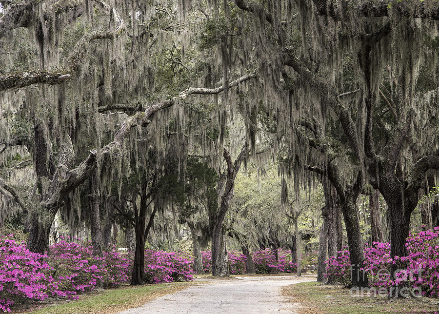 Spanish Moss and Azalea Bushes Photograph by Jeannette Hunt