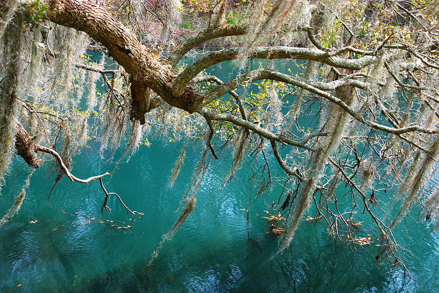 Spanish Moss and emerald green water Photograph by Susanne Van Hulst