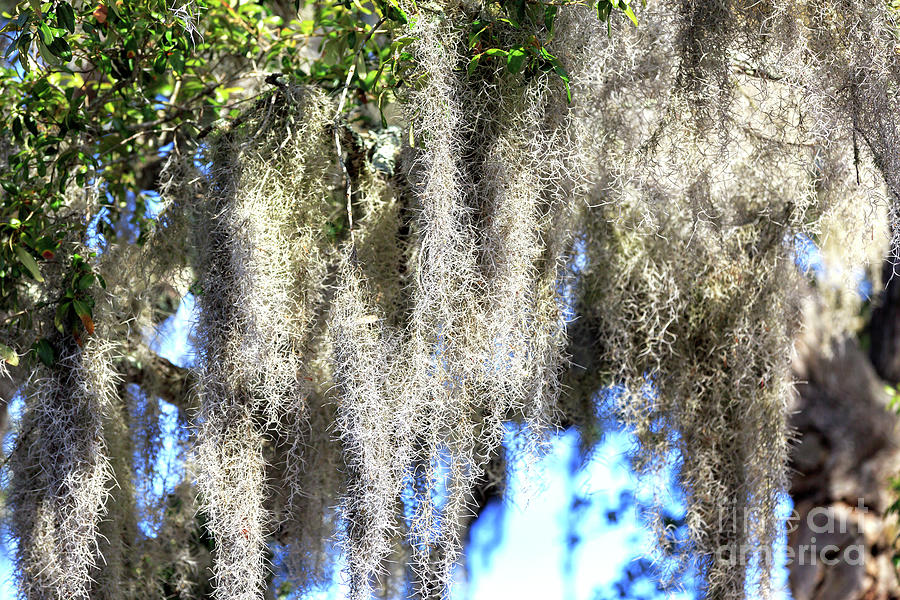 Spanish Moss at Little River Photograph by John Rizzuto