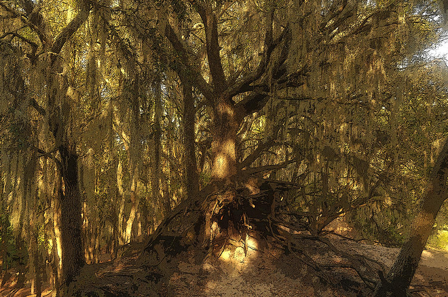 Spanish Moss Painting by David Lee Thompson Fine Art America