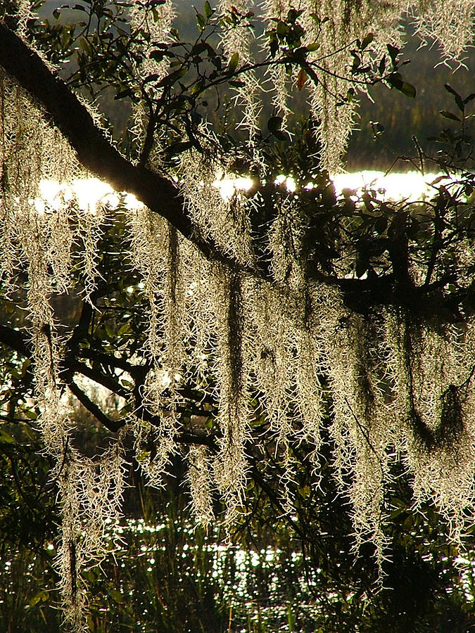 Spanish Moss Photograph by Donna Thomas
