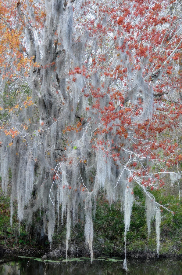 Spanish Moss draped over Maple Tree  Photograph by Rose  Hill