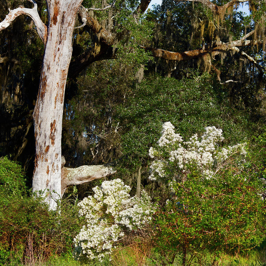Spanish Moss Forest and Flowers Photograph by Gerard Harrison