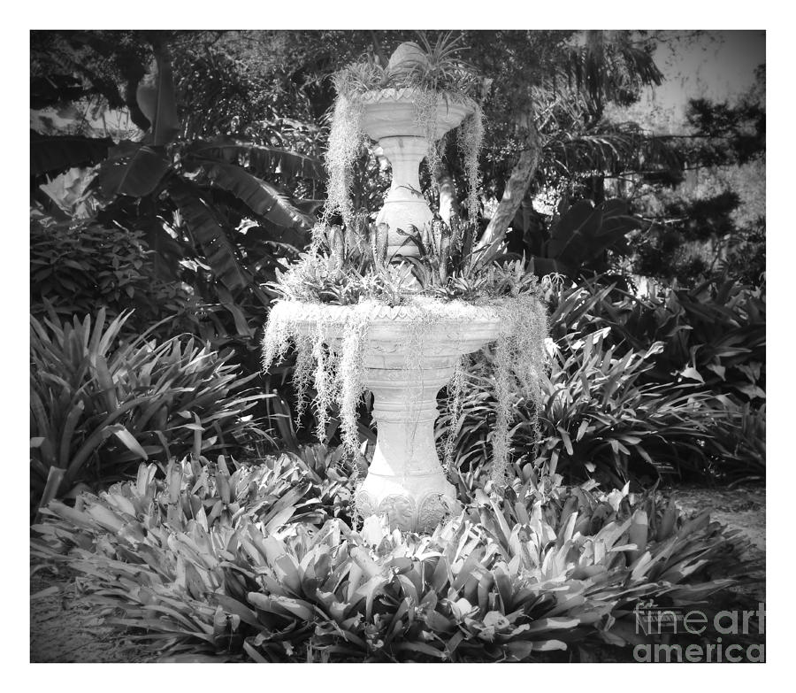 Spanish Moss Fountain with Bromeliads - Black and White Photograph by Carol Groenen
