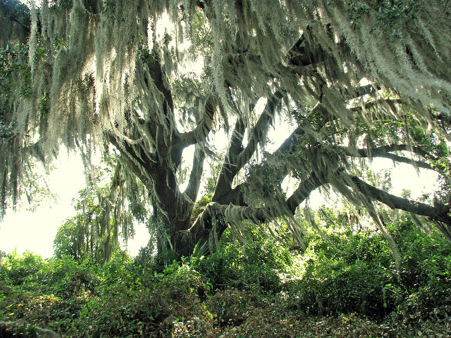 Spanish Moss in Motion Photograph by Peggy Urban