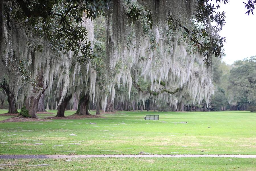 Spanish moss in oaks Photograph by Gayle Miller - Fine Art America