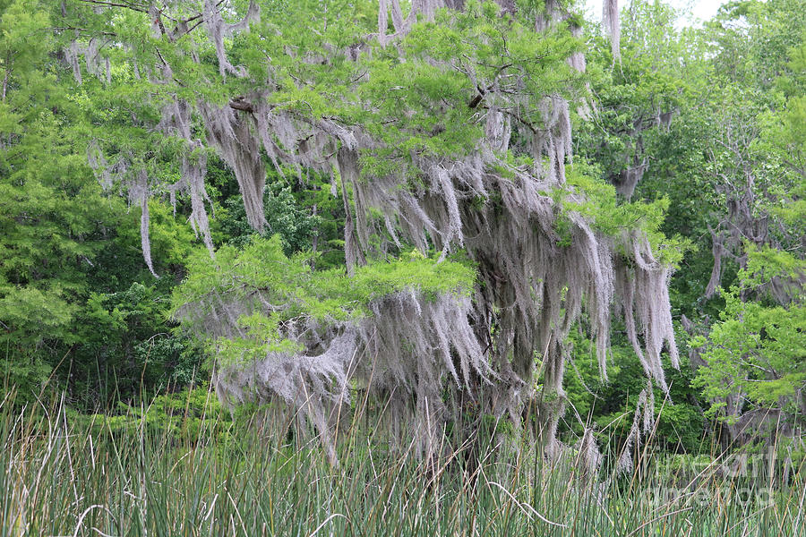 Spanish Moss In Spring Cypress Tree Photograph