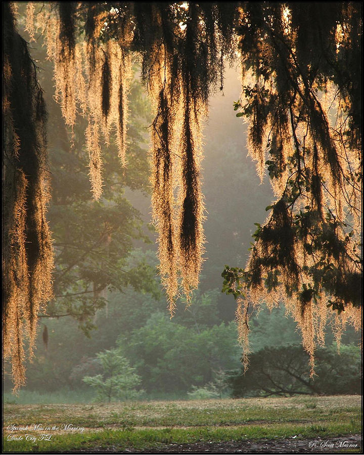 Spanish Moss in the Morning Photograph by Robert Meanor