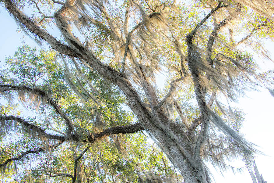 Spanish Moss in the Wind Photograph by Kathy Paynter