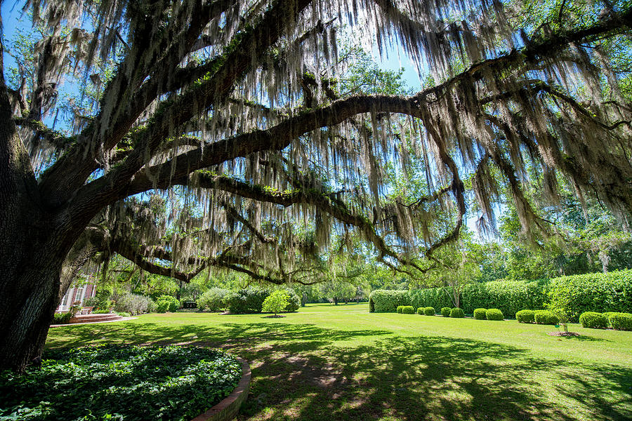Spanish Moss Photograph by Kevin Cable