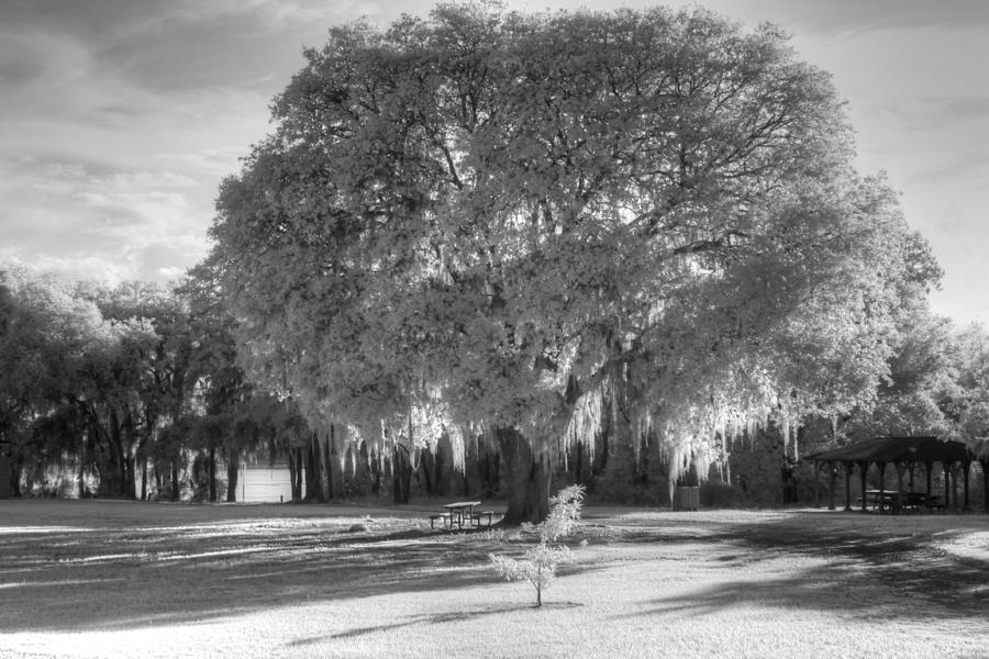 Spanish Moss live oak tree infrared Photograph by Jane Linders