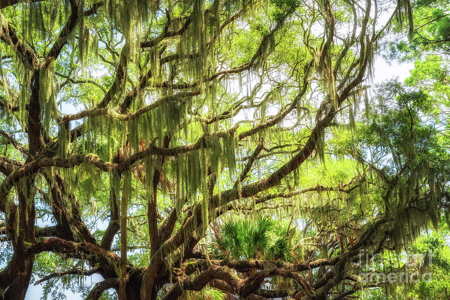 Nature Photograph - Spanish Moss  by Michael Ver Sprill