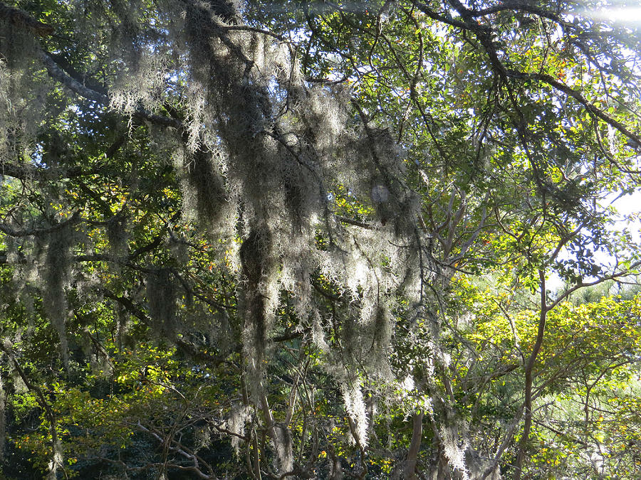 Spanish Moss Photograph by Norman Vedder - Fine Art America