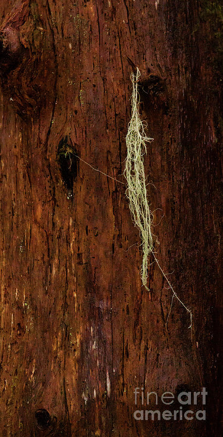 Spanish Moss On A Redwood-Signed-#6430 Photograph by J L Woody Wooden