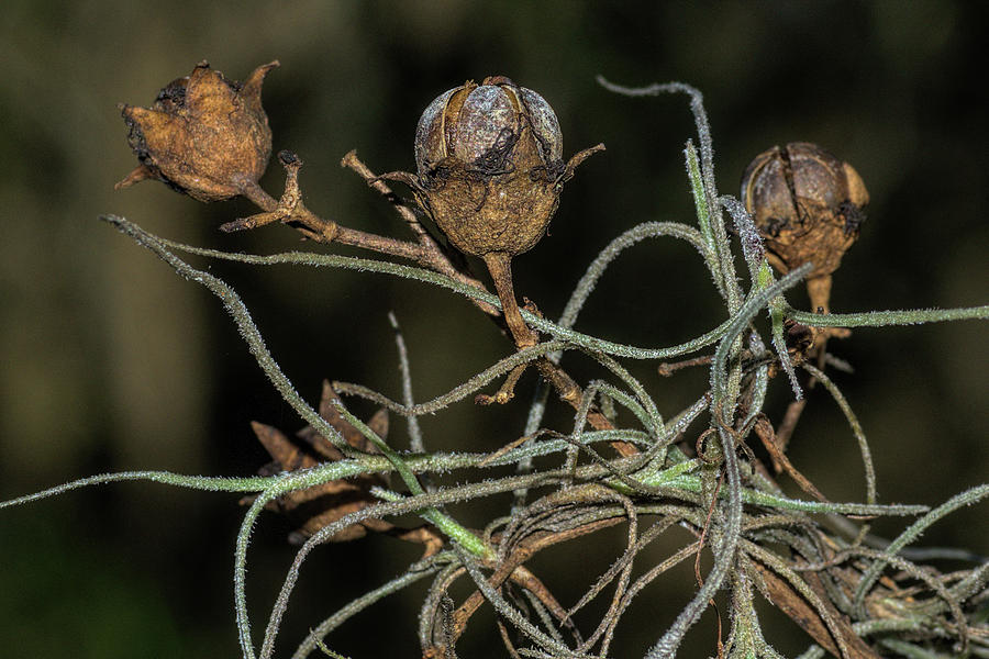 Spanish Moss on Azalea  Photograph by Richard Rizzo