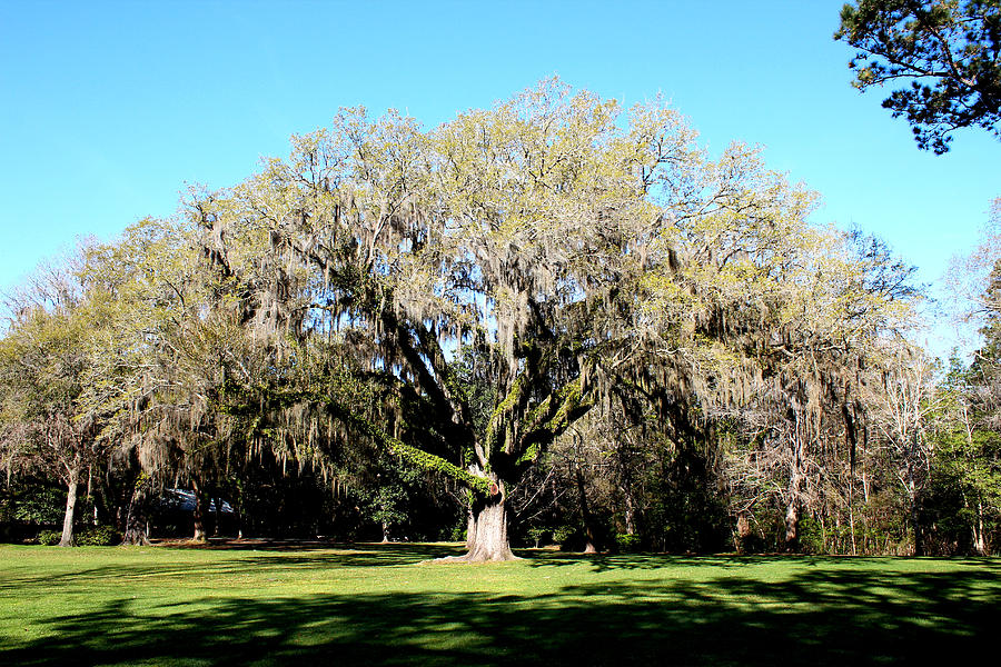 Spanish Moss On Display Photograph by Kirby Anderson