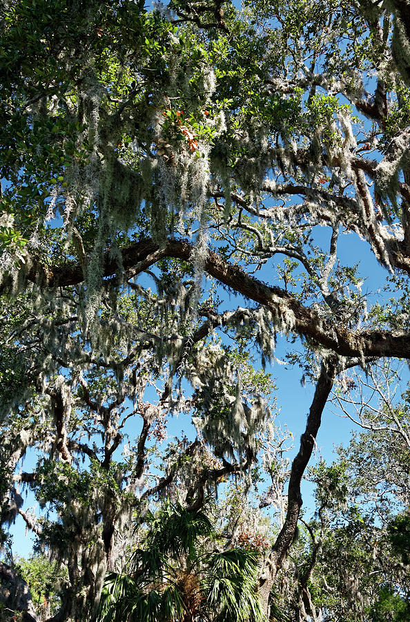 Spanish Moss on Trees Photograph by Sally Weigand