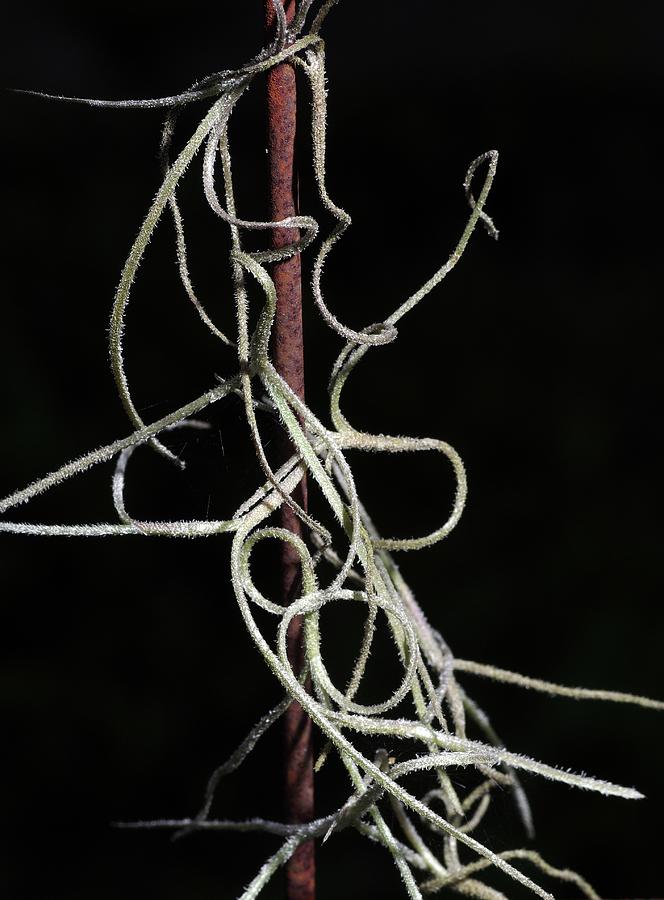 Spanish Moss on Wire Photograph by Richard Rizzo
